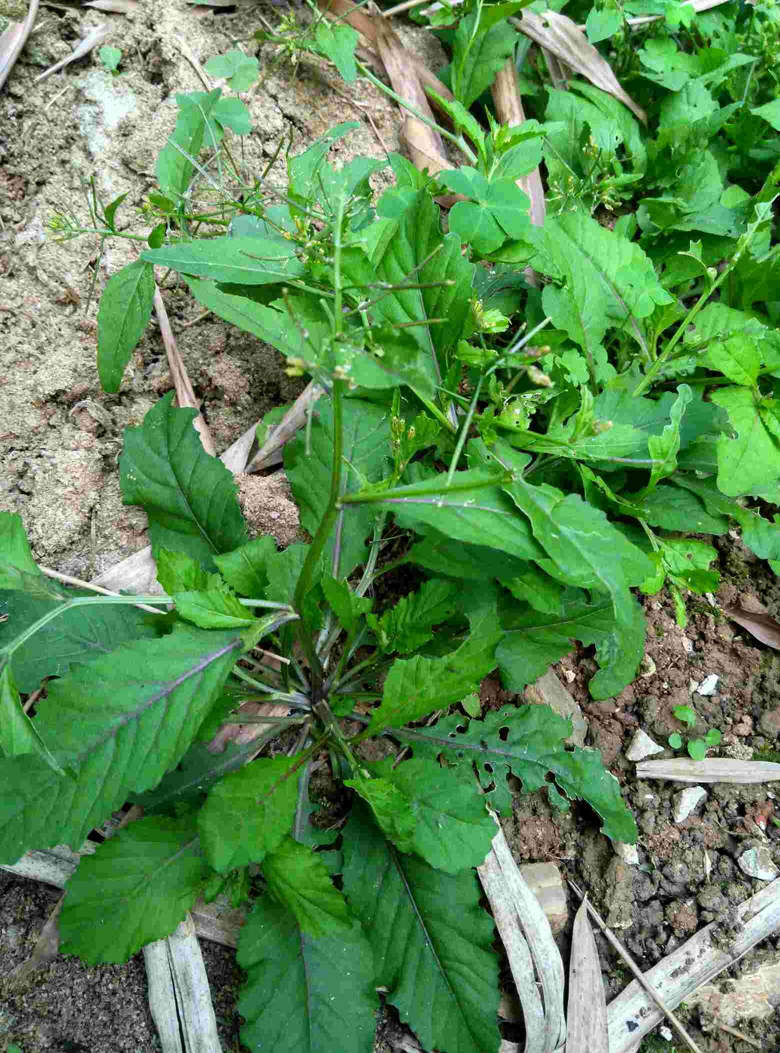 我家房子后面长了好多野菜,我这叫唐葛菜.今天挖了些煲猪骨汤超好喝.