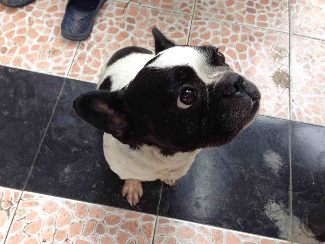 cf疯狂宝贝多少钱_cf变异宝贝和疯狂宝贝_疯狂狗宝贝2