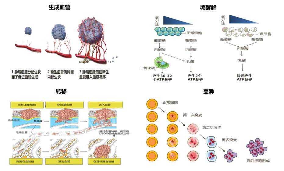 癌细胞的抑制因素