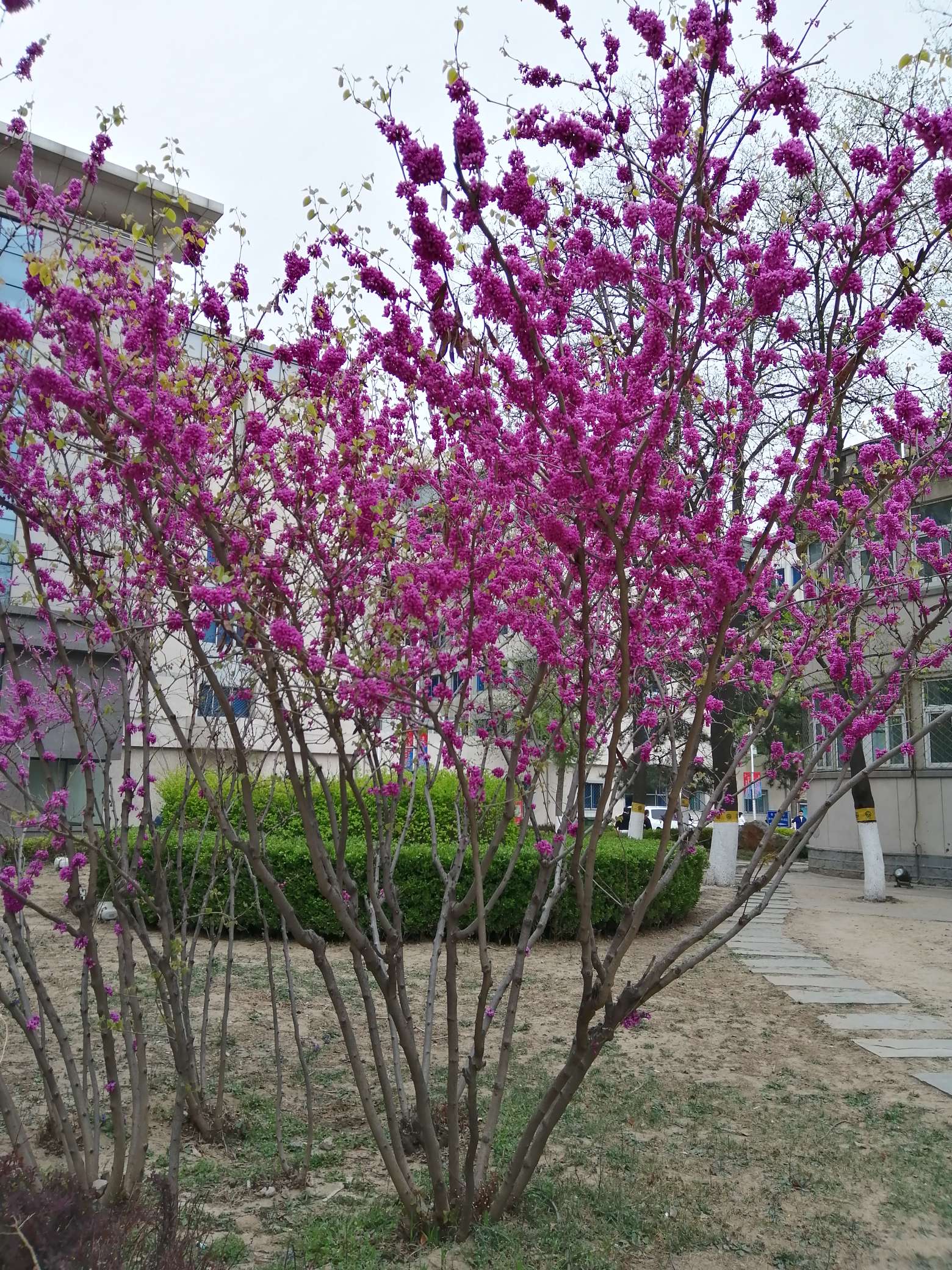 春天来到医院里
