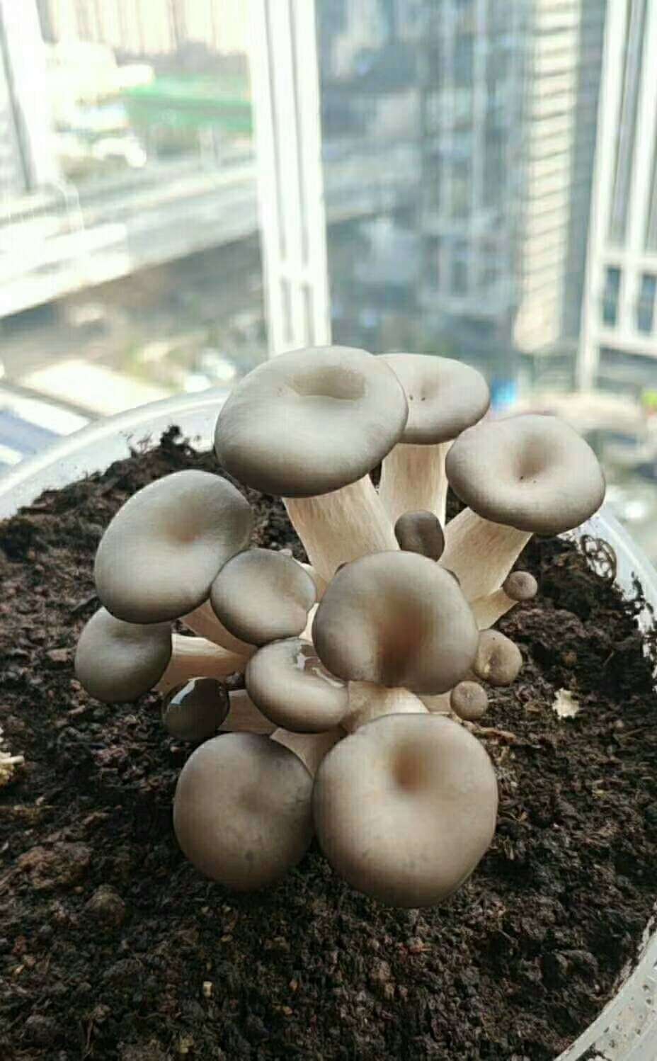 观察蘑菇如何成长
