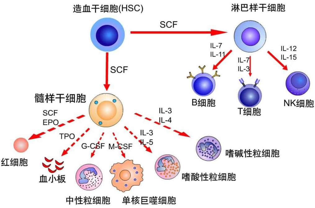 免疫治疗与其他治疗方法的区别 人体免疫器官和组织