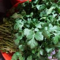 昨天朋友给我送来一大袋自家种的蔬菜,有油麦菜,白菜,香菜,但不知-图1