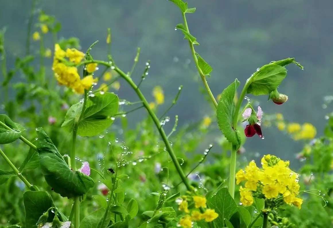 雨中花