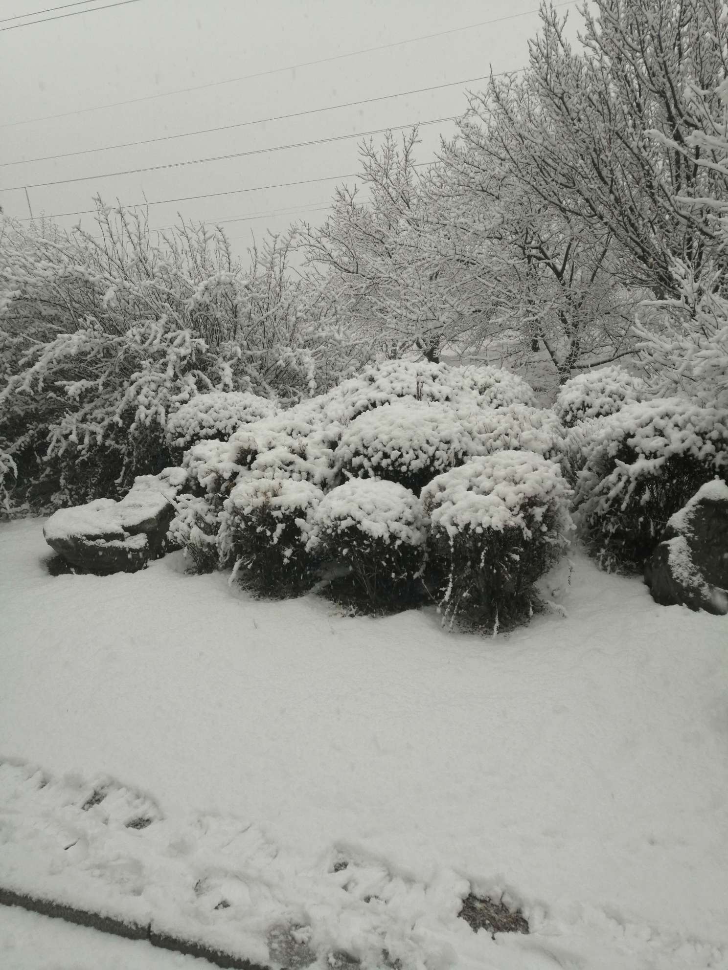 我爱你东北的雪