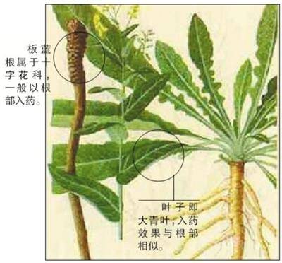 板蓝根植物.jpg