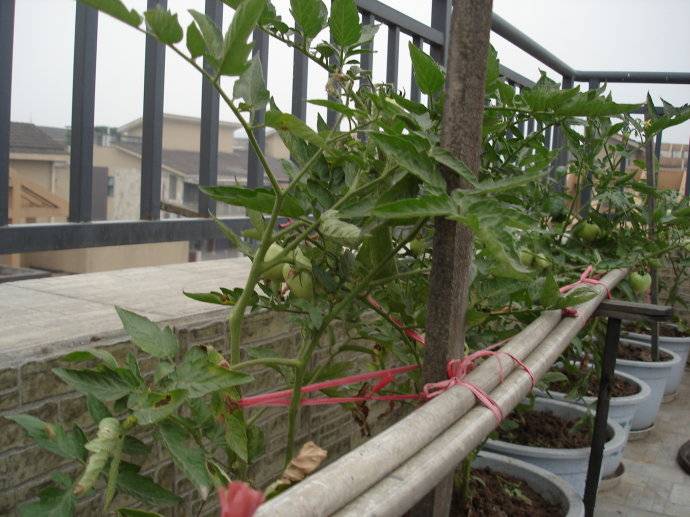 1498807245710296.jpg 4ab3a50egdba69ec32b92&690.jpg