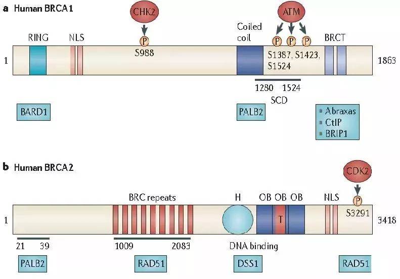 1523514352313732.jpg 微信图片_20180412142320.jpg