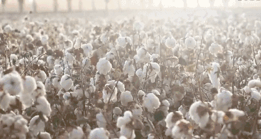 1524116870422789.gif 微信图片_20180419134544.gif