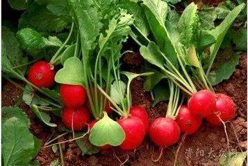 1531892835580556.jpg 微信图片_20180718134335.jpg