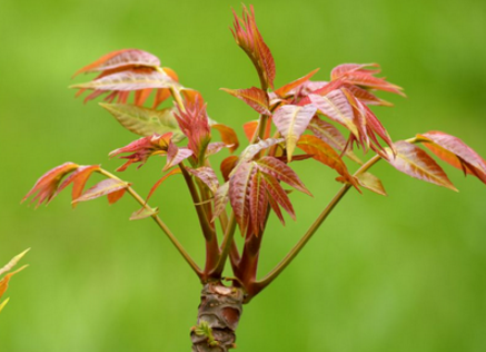 1534411775316243.png 香椿芽.png