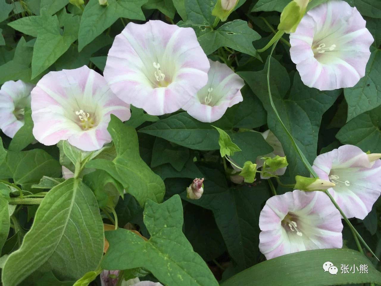 1544769153622268.jpg 微信图片_20181214143219.jpg