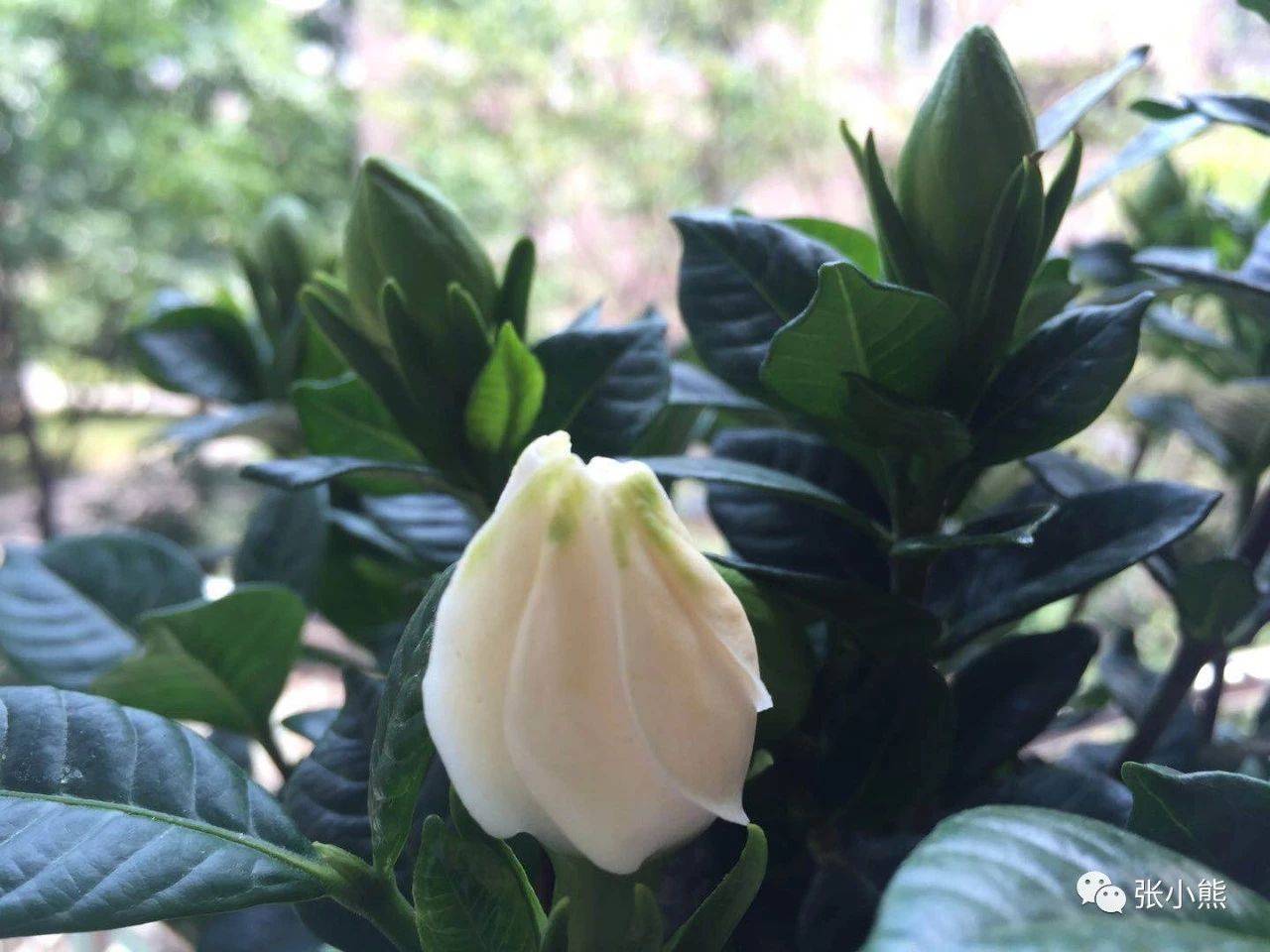 1544769164581217.jpg 微信图片_20181214143221.jpg