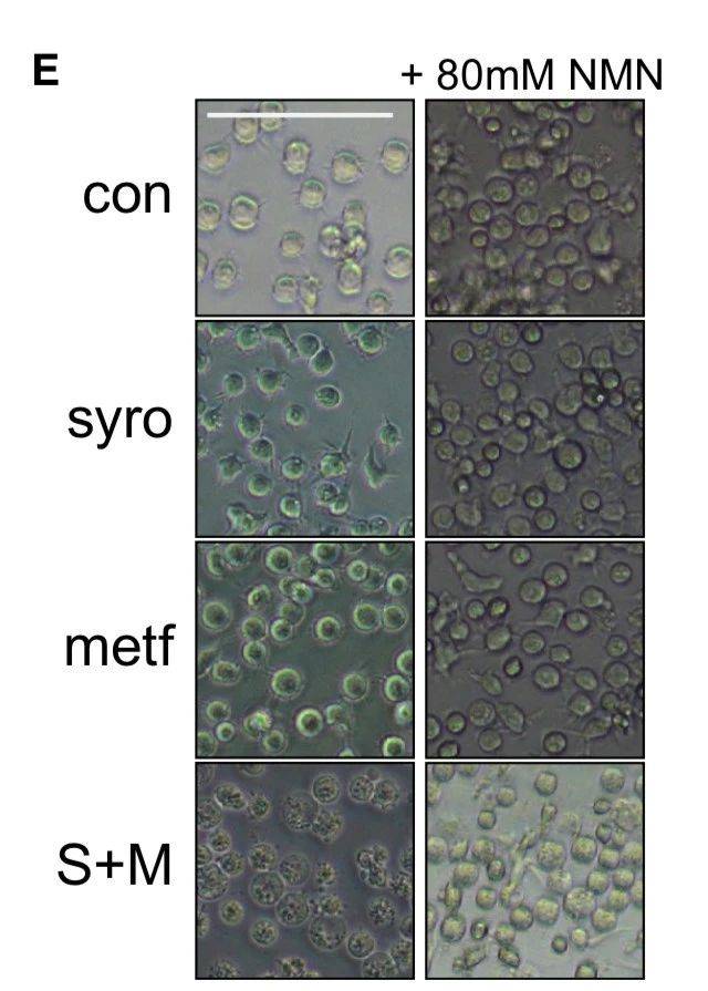 1545881134454986.jpg 微信图片_20181227112505.jpg