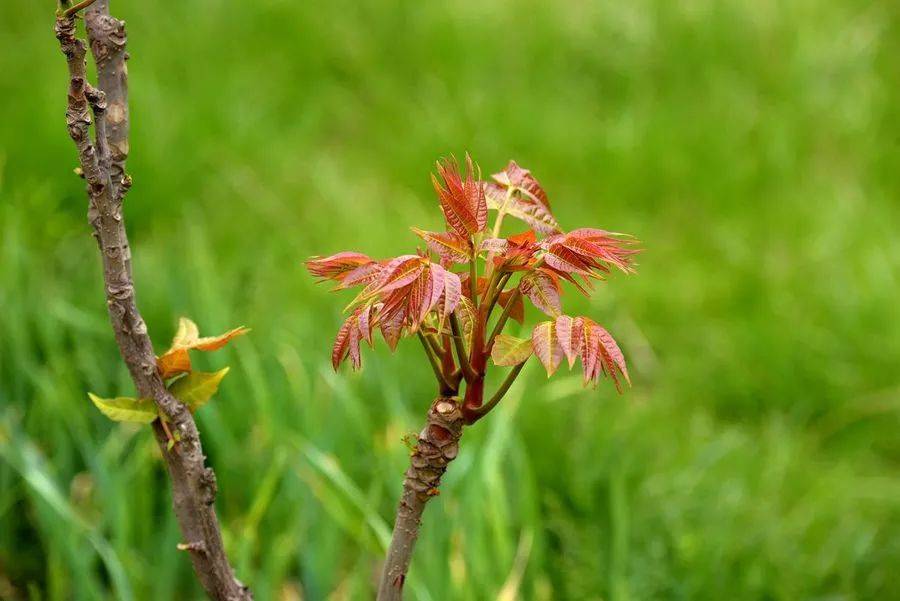 1554113770242784.jpg 微信图片_20190401181501.jpg