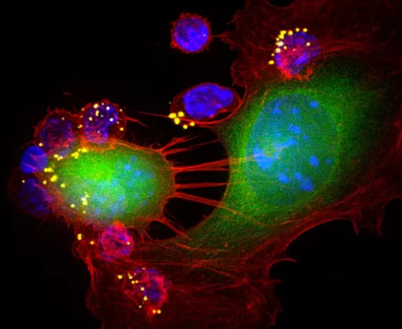 1563256429445777.png image.png