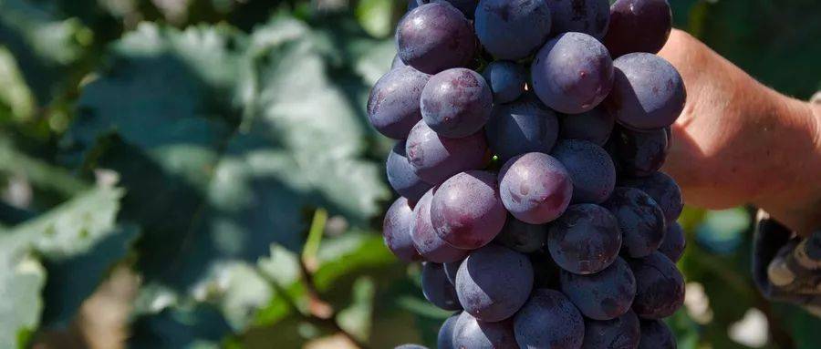 1565072758890515.jpg 微信图片_20190806142508.jpg