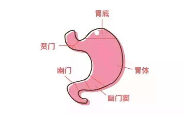 胃.jpeg