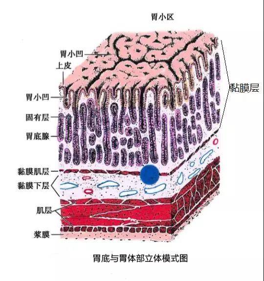 黏膜层由单层柱状上皮(表面上皮和小凹上皮),固有膜(又称固有层)和