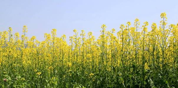 1584582249969546.jpg u=1805122703,838013995&fm=11&gp=0.jpg