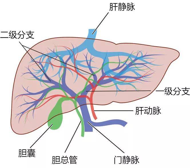 肝癌门静脉癌栓