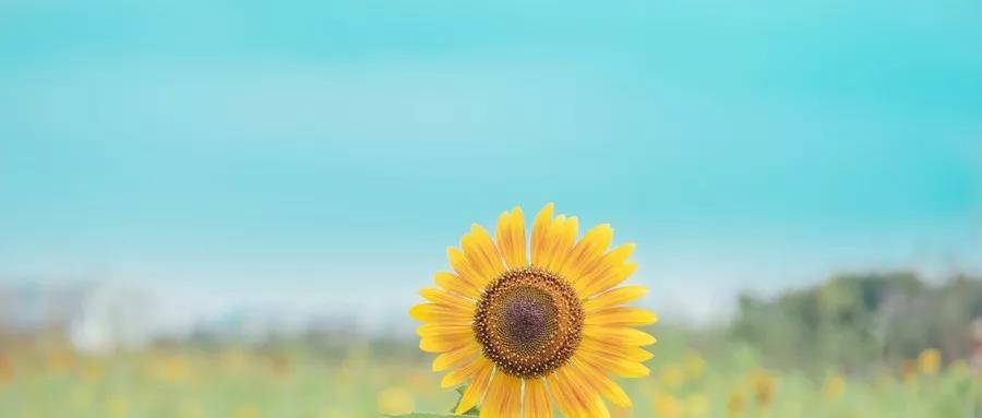 1593760923347250.jpg 13.jpg