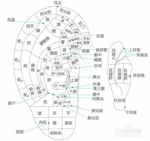 耳穴示意图.jpg