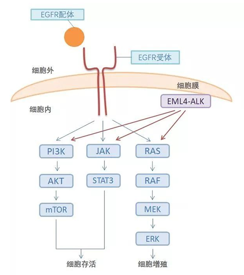 加一种药疗效翻倍,这个抗癌方案的成功可以复制! 加一种药疗效翻倍,这个抗癌方案的成功可以复制!