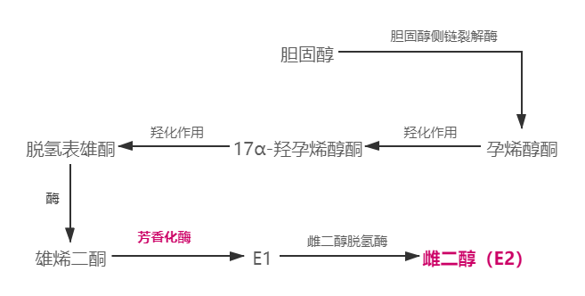 雌二醇的生成白色背景.png