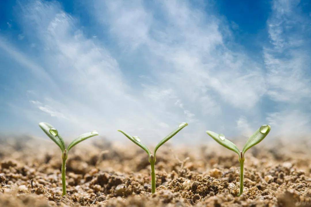 1602647531230716.jpg 15.jpg