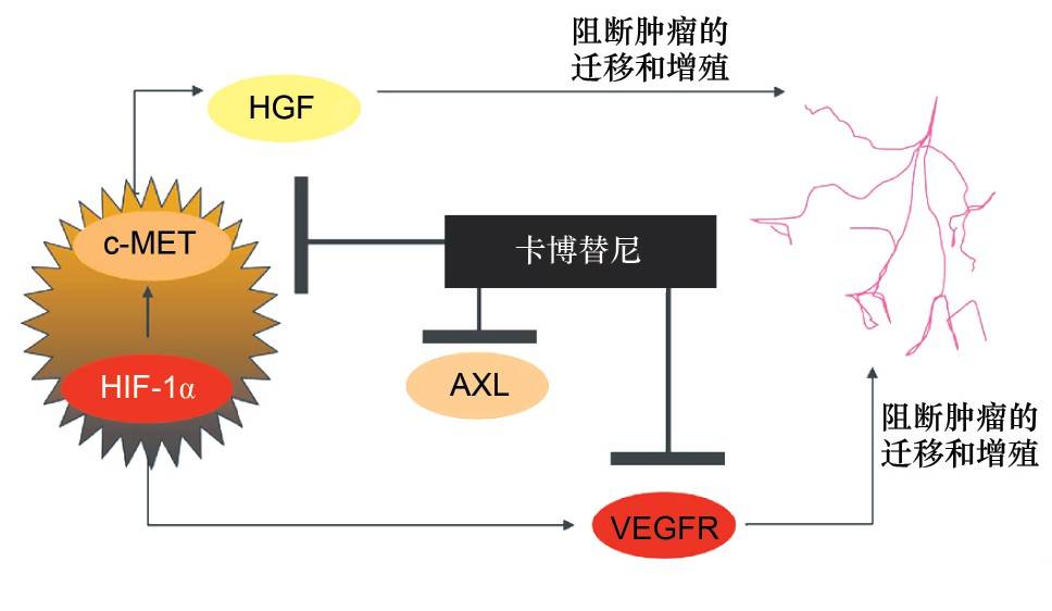 多靶点激酶抑制剂卡博替尼(XL184)通过什么机制见证它的疗效？