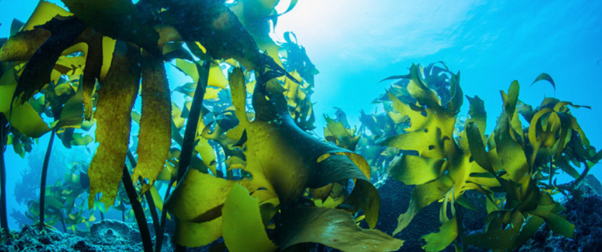 1604645496514719.png 海藻.png