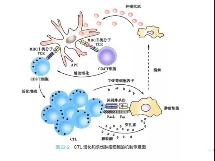 陈剑专家:免疫治疗后肿瘤变大?别怕!可能是免疫细胞在杀敌