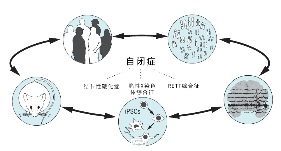 【研究表明】自闭症可能与几百个基因相关