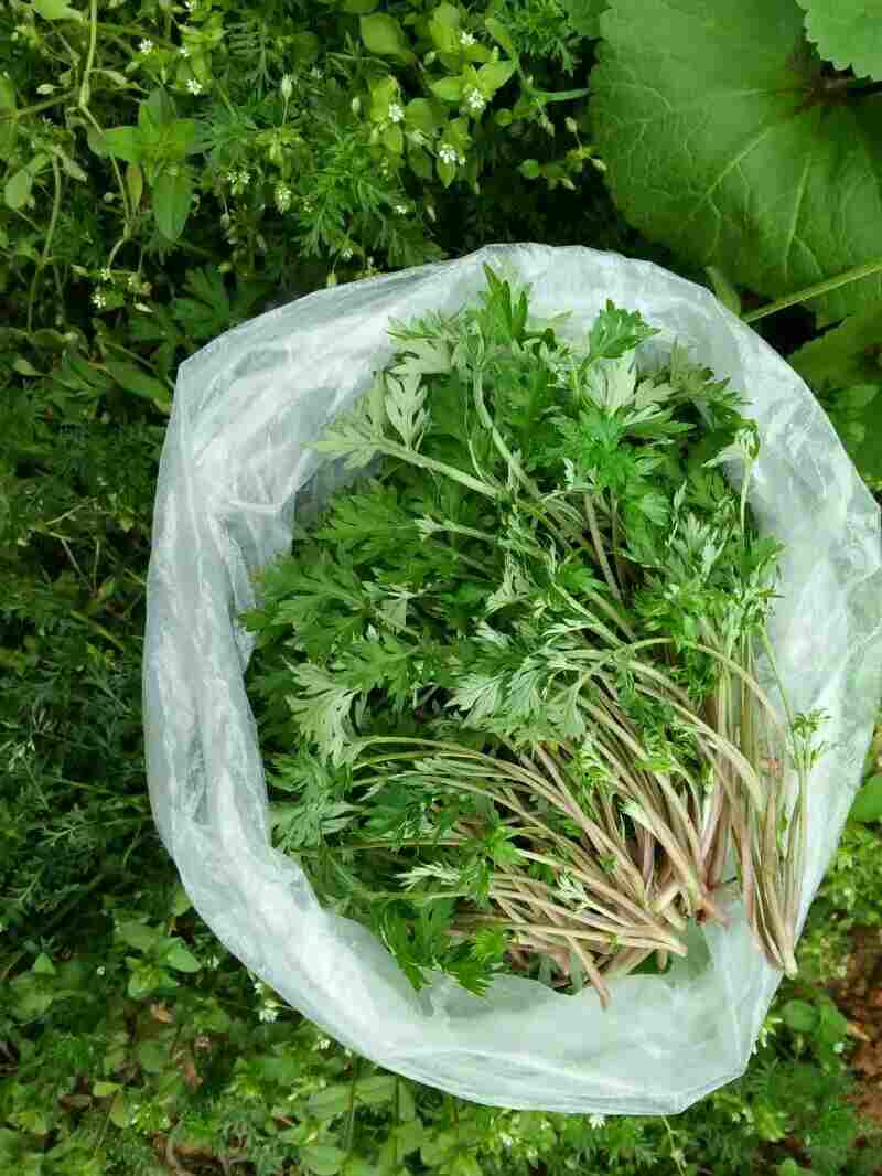 野蒿菜煮糯米饭