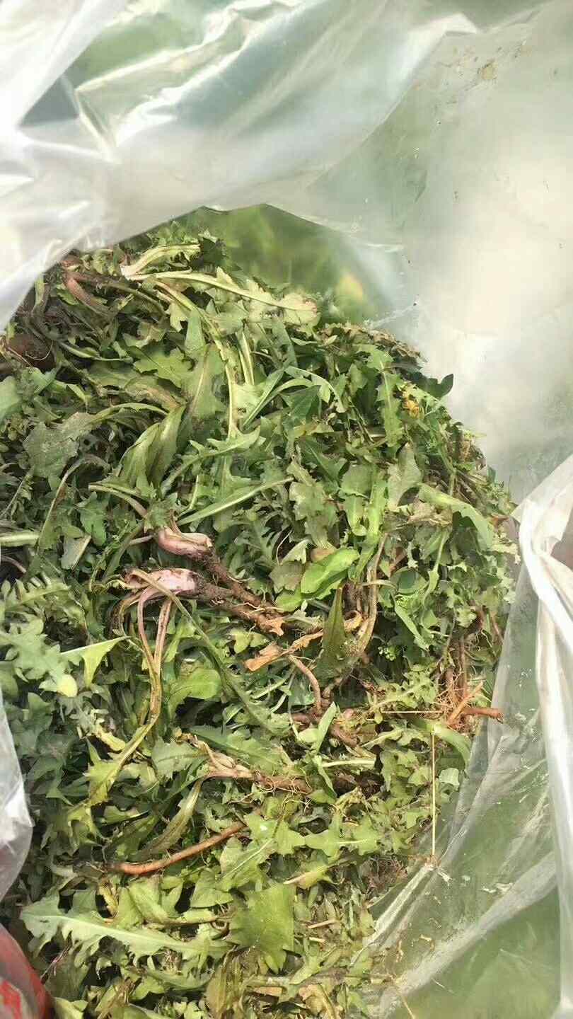 蒲公英,土话黄黄苗,功效特别多,是个好东西.