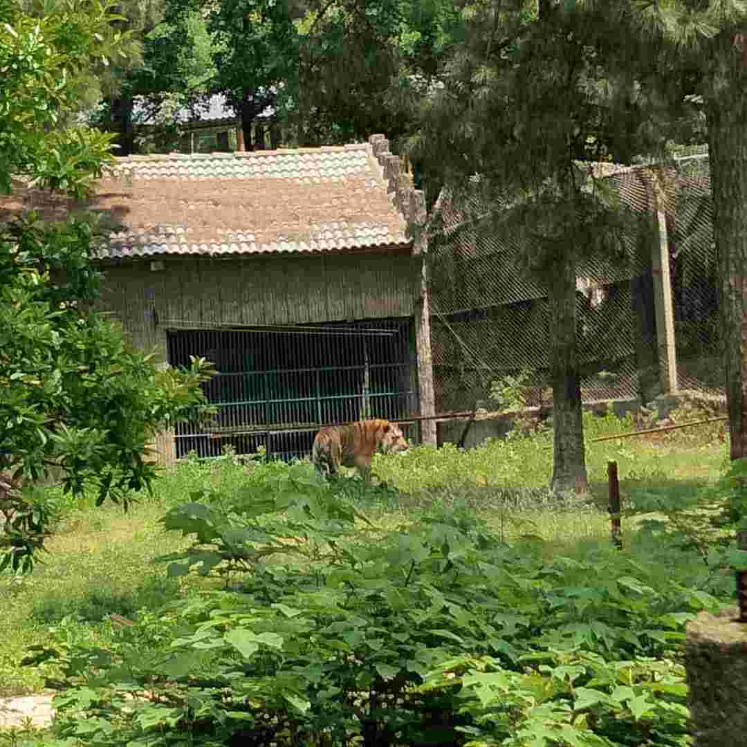 九峰森林公園看動物