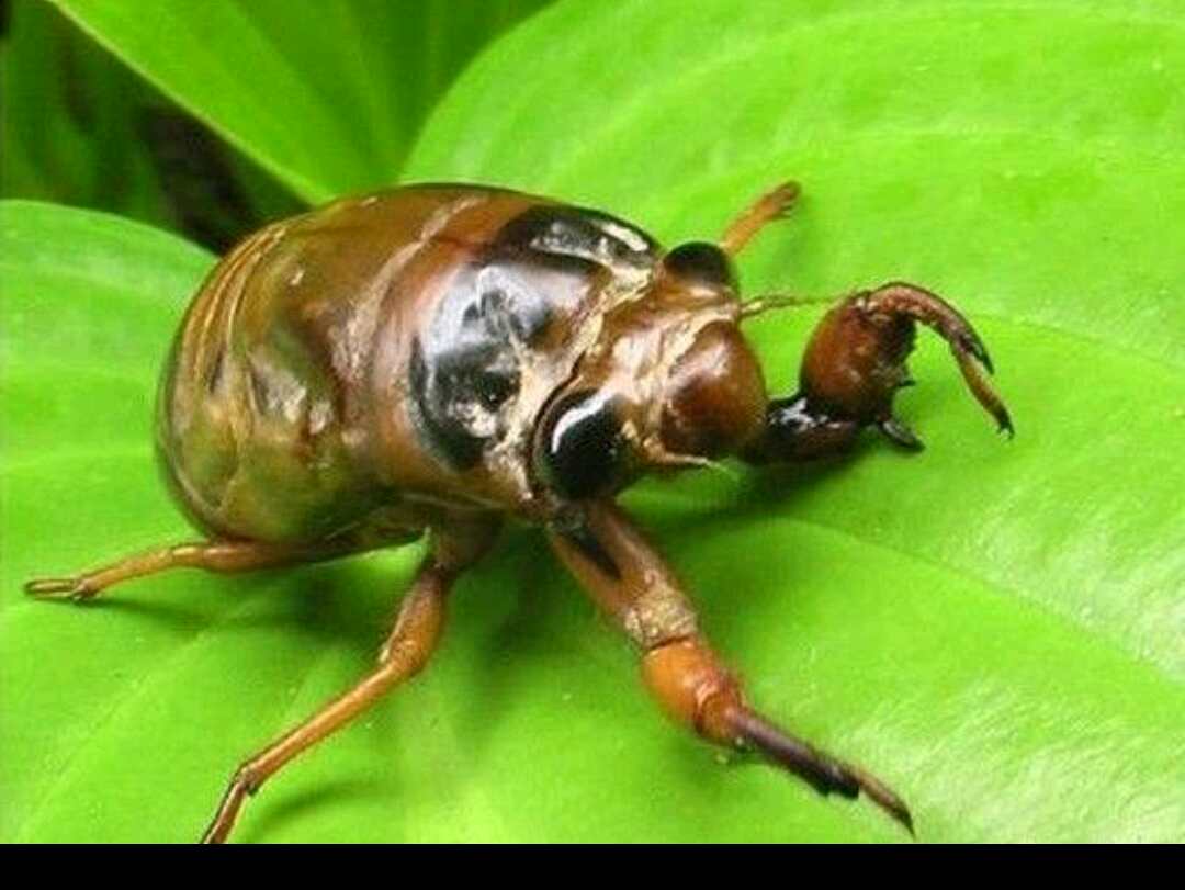 可以吃知了猴吗