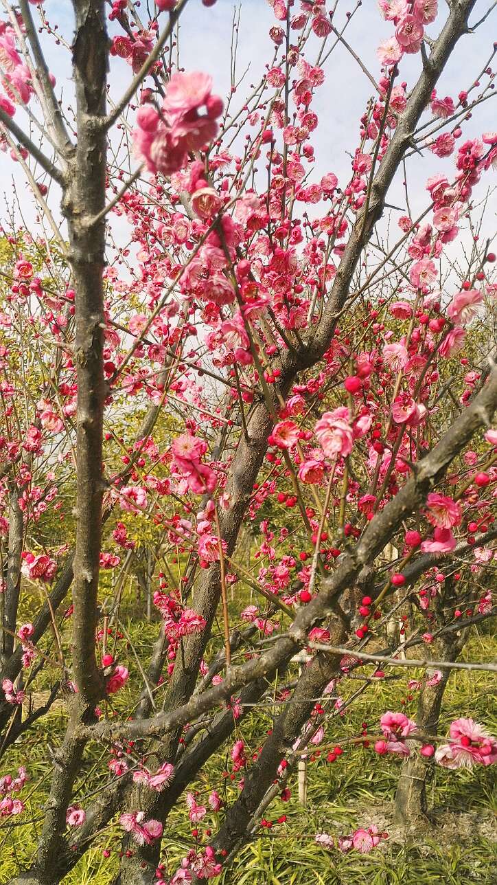 山窮水盡疑無路,柳暗花明又一村