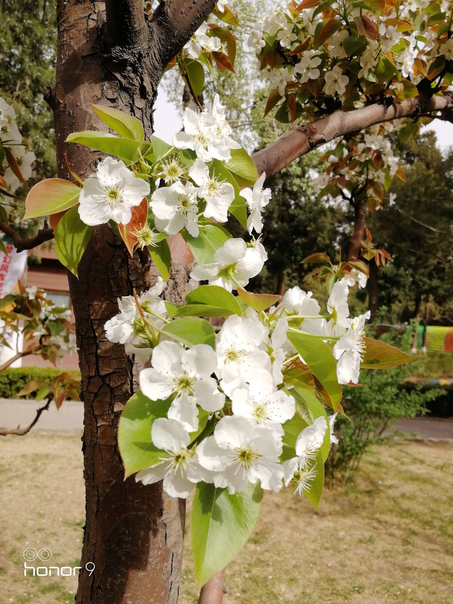 四月北京赏花季