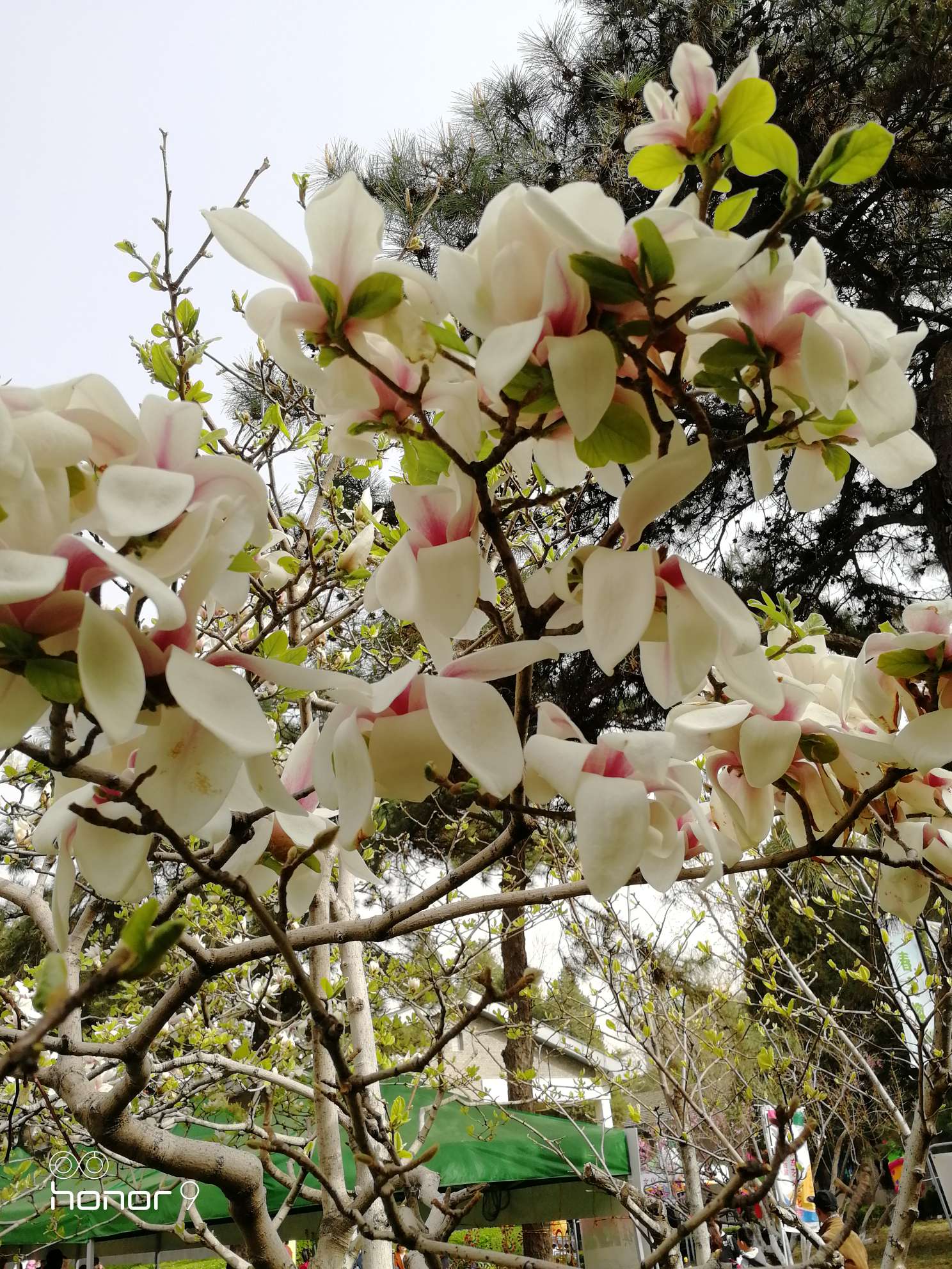 四月北京赏花季