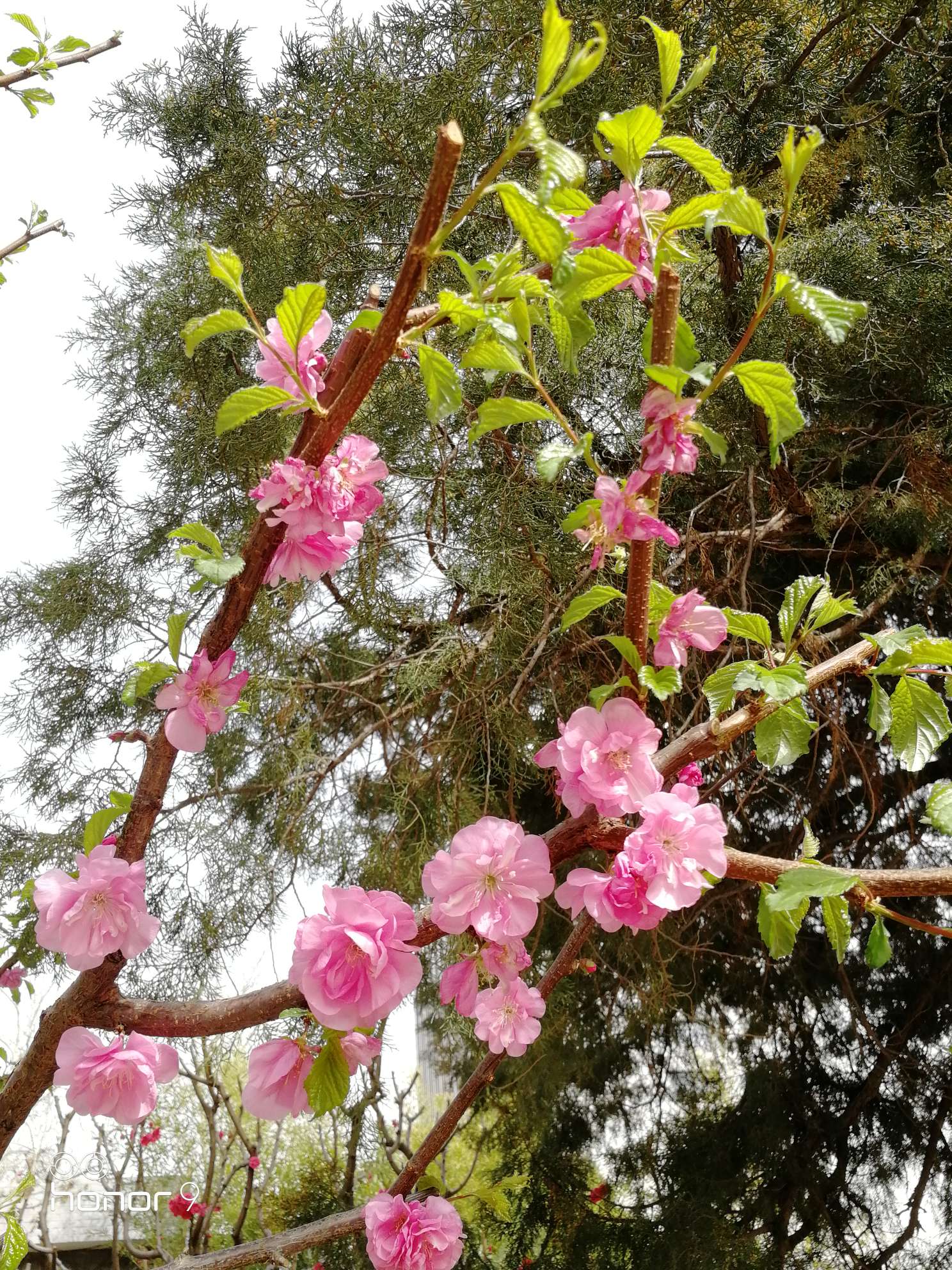 四月北京赏花季