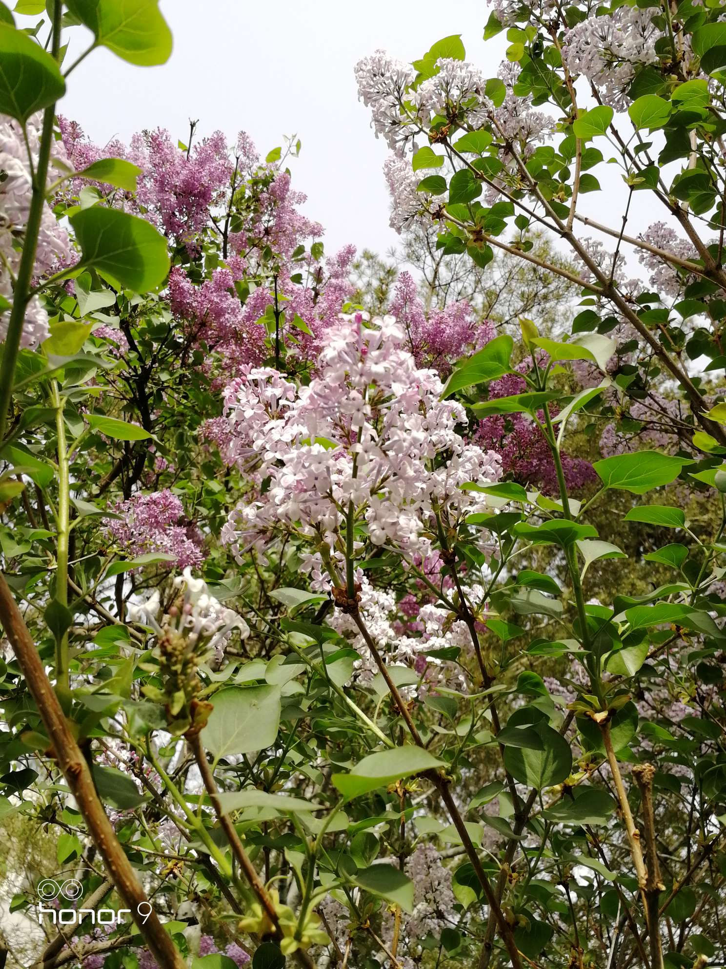 四月北京赏花季