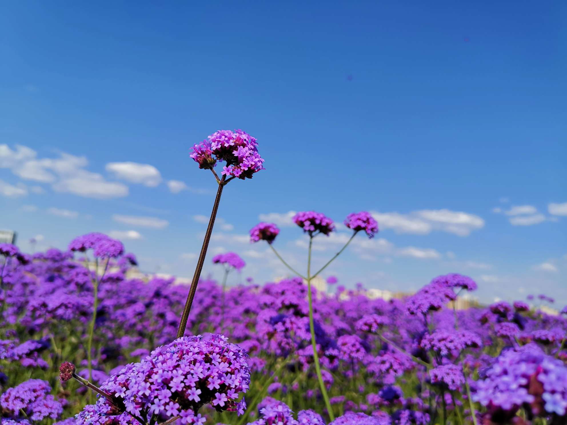【系6】家乡有片紫色浪漫花海