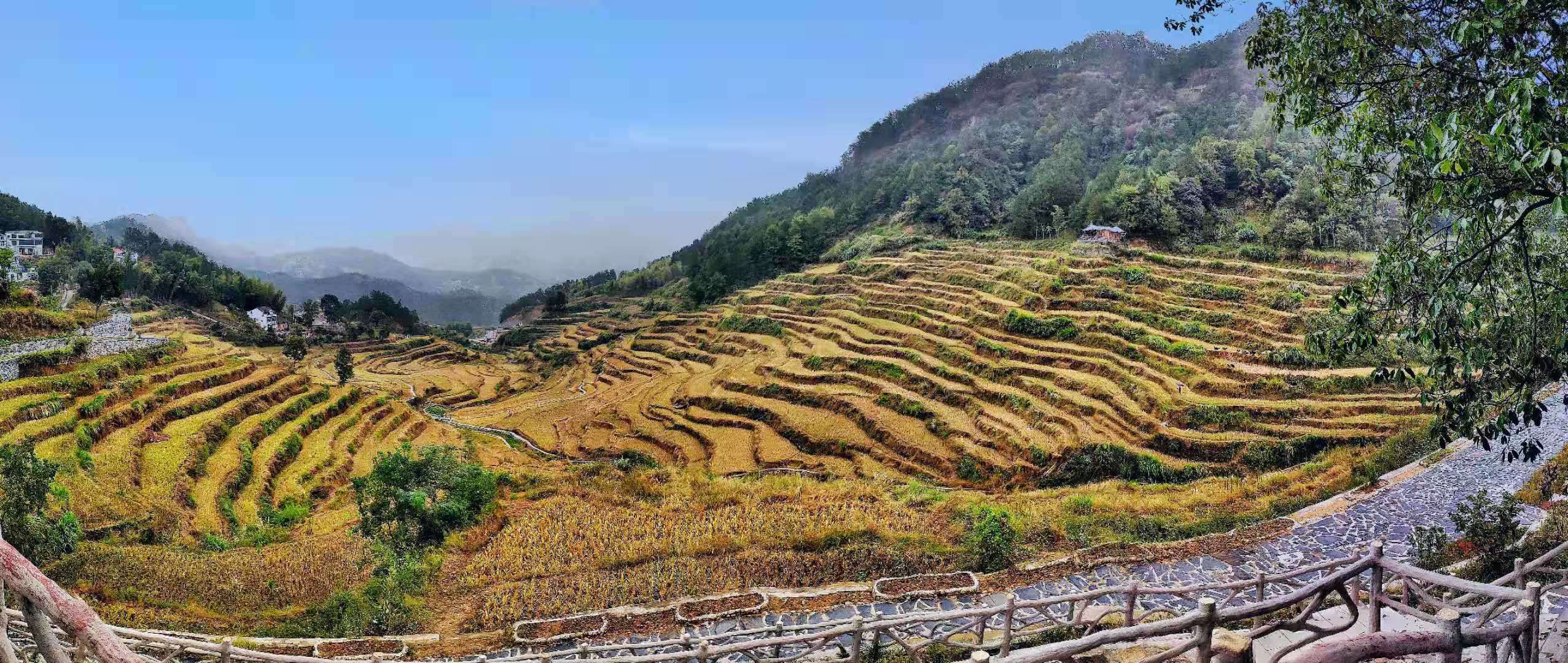 最美乡村赏金秋梯田
