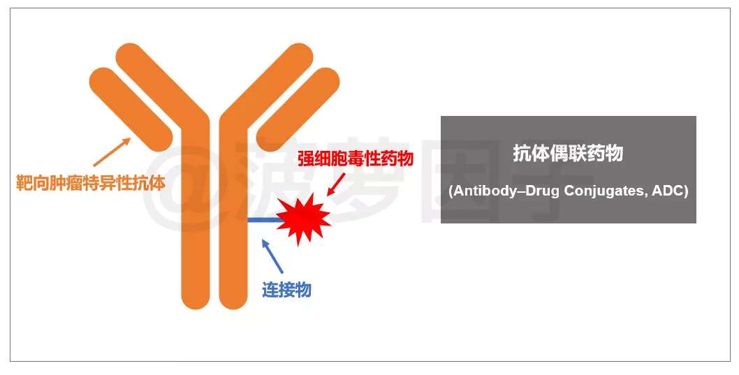 tdm1获批中国首个adc类靶向抗癌药来了