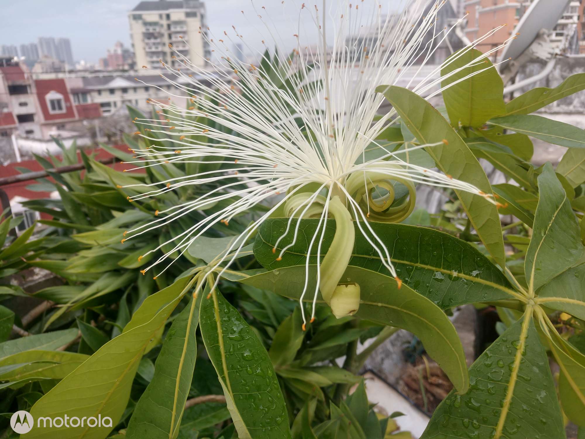 发财树开花