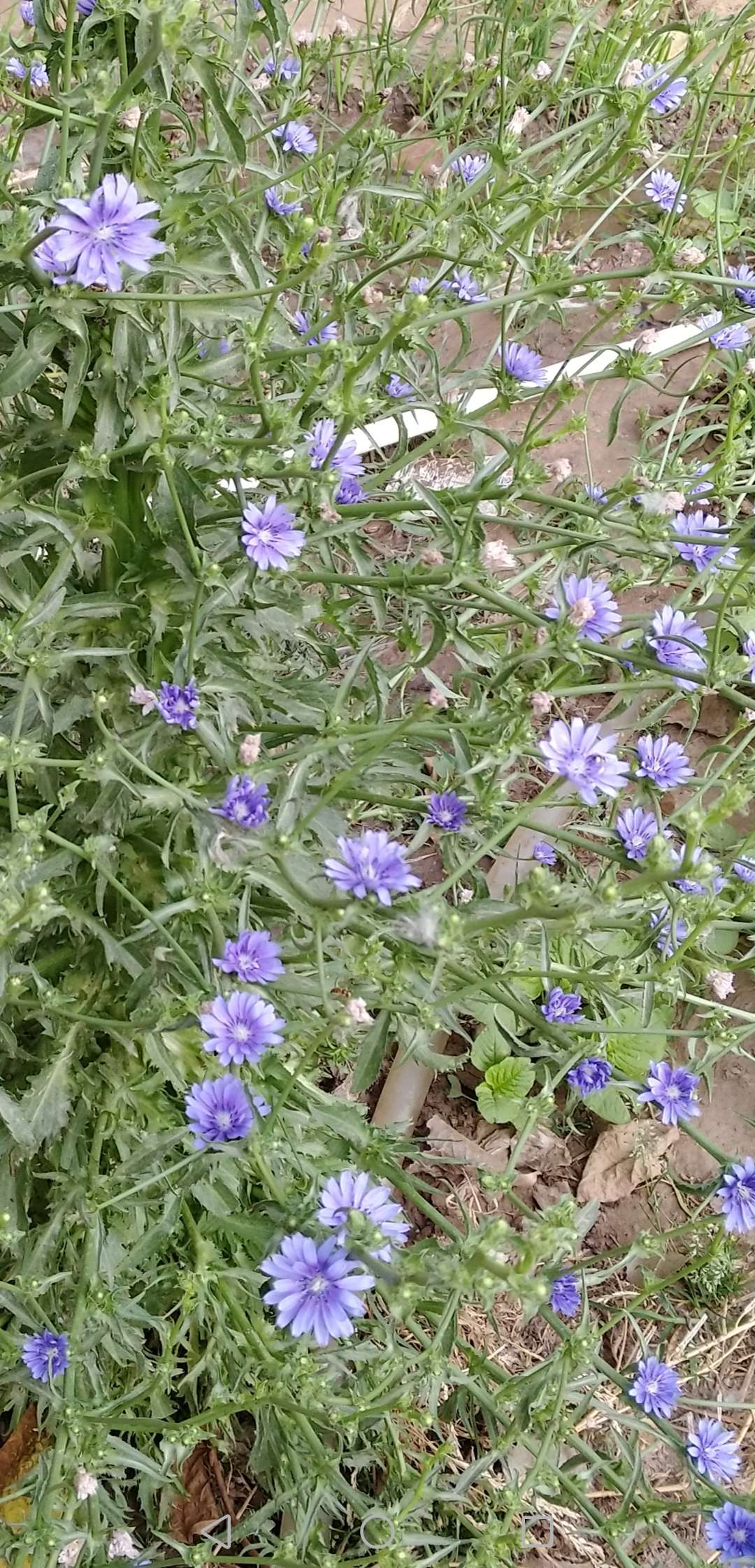 我的苦菊开花了