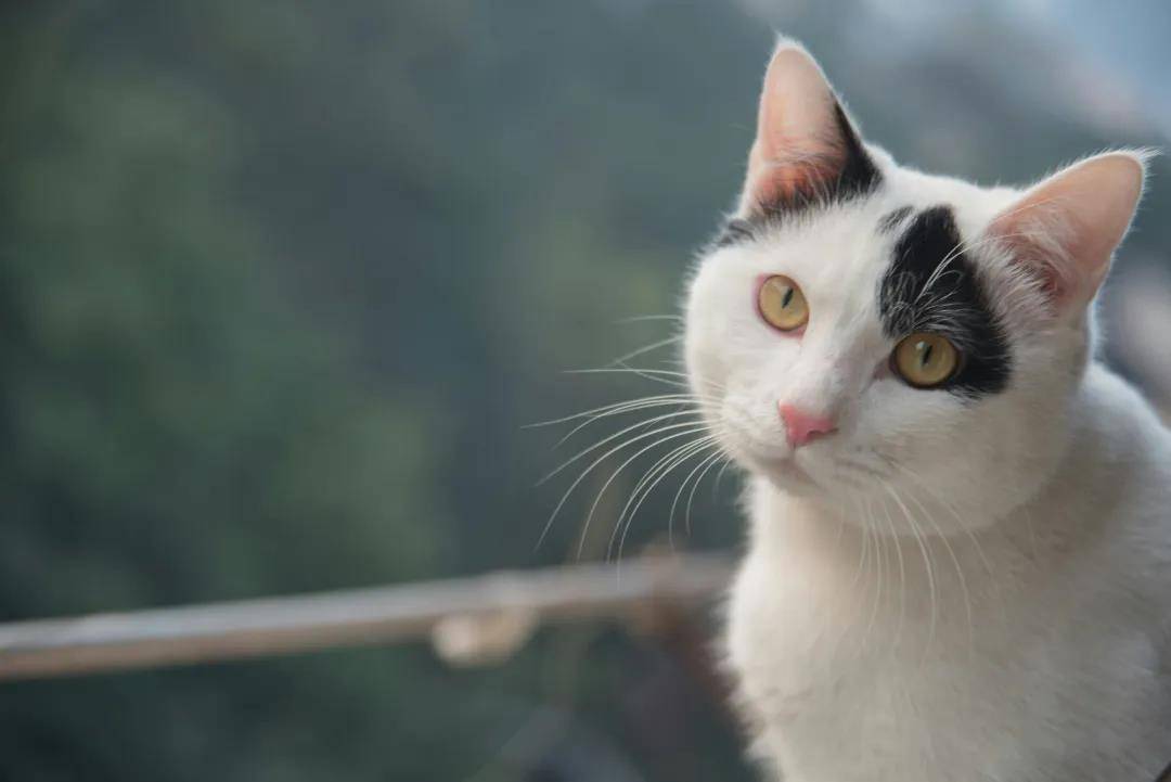 肿瘤患者能不能养猫？
