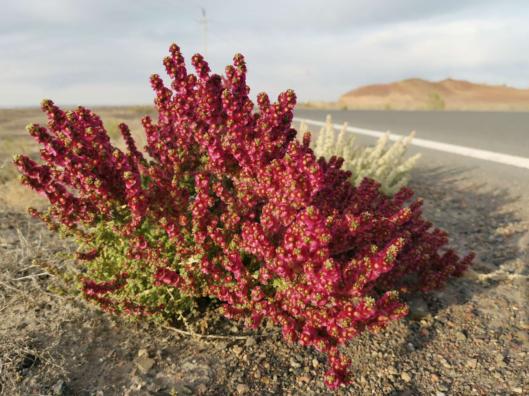 戈壁滩上常见的植物图片